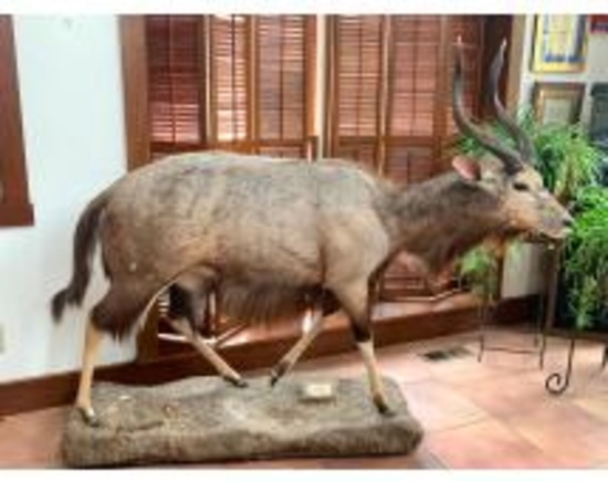 Online Only Auction Taxidermy & African items