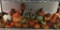 Shelf Lot of Pumpkins!