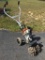 Stihl Gas Powered Tiller