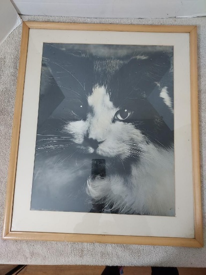 Framed Black and White Cat Photo by Del Naylor