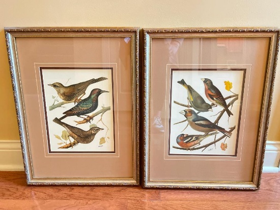 Set of 2 Framed Bird Prints
