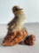 Taxidermy Baby Duck