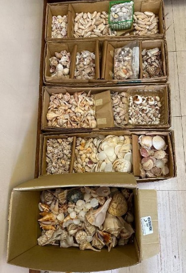 Lot of 5 Boxes of Sea Shells