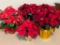 Group of 5 Artificial Poinsettias