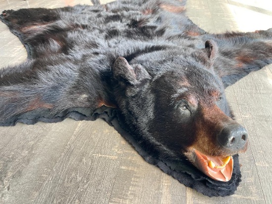 Black Bear Taxidermy Rug