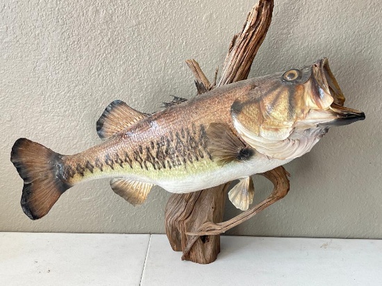 Taxidermy Large Mouth Bass