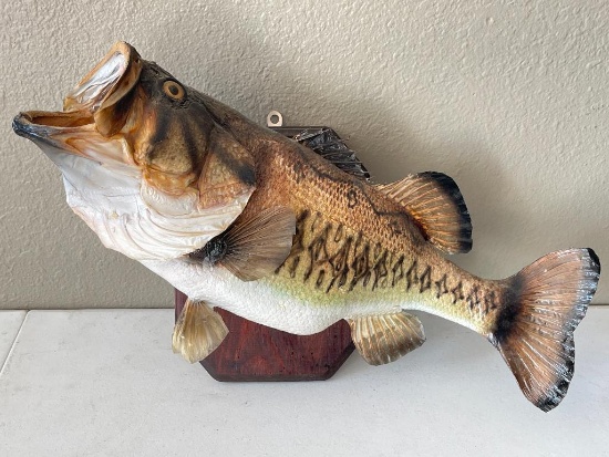 Taxidermy Large Mouth Bass