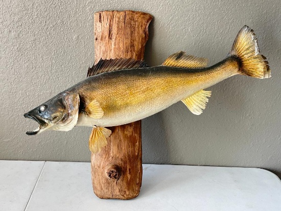 Taxidermy Walleye Fish