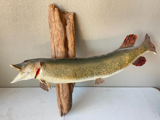 Taxidermy Northern Pike Fish
