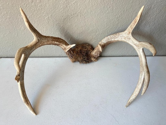 Set of Deer Antlers