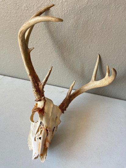 Deer Skull and Antlers