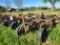 Three Bottom Plow