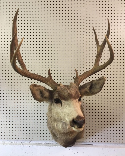 4x4 Mule deer mount, 23" spread