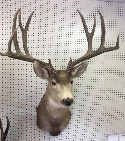 Trophy 5 x 6 Mule deer mount, 29" spread