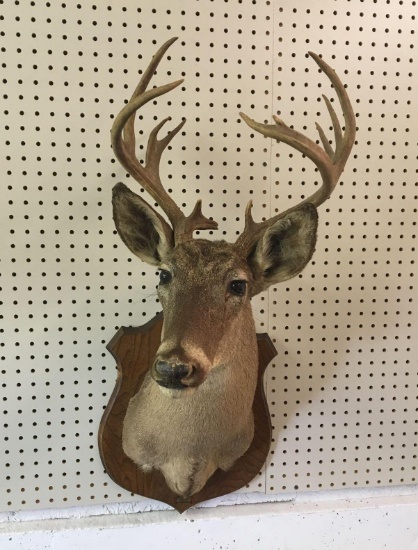 12 point Whitetail buck mount, 13" spread (cannot ship outside PA)