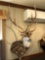 AXIS DEER(Chital Deer)shoulder mount