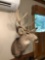 MULE DEER Shoulder mount
