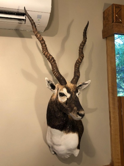 BLACKBUCK shoulder mount