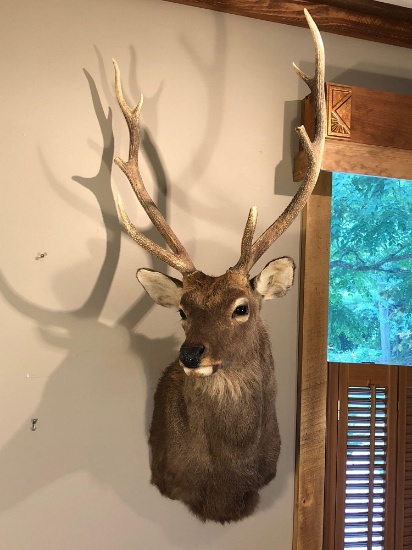 SIKA DEER shoulder mount