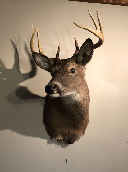 Whitetail Deer shoulder mount