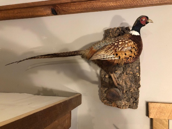 Full body pheasant mount