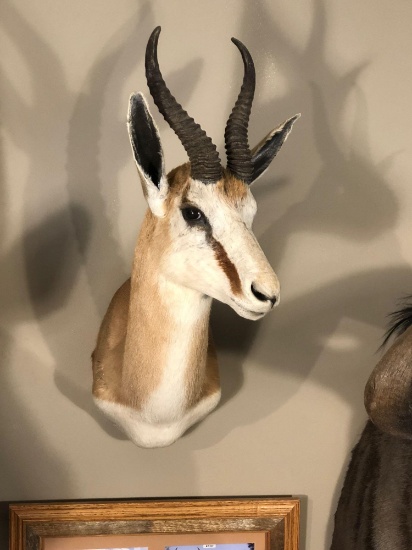 Africa Springbok-Cape shoulder mount