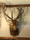 RED DEER STAG shoulder mount(New Zealand)