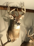 Whitetail Deer shoulder mount