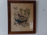 PAIR OF AUDUBON PRINTS 1937 BOAT TAILED GRACKLE AND CAROLINA TURTLE DOVE