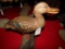 LIFE SIZE STANDING HEN MALLARD ON DRIFTWOOD WITH DETAIL PRIMARIES BY BILL R