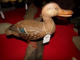 LIFE SIZE STANDING HEN MALLARD ON DRIFTWOOD WITH DETAIL PRIMARIES BY BILL R