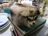 COON SKIN CAP