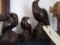 LOT OF CARVED EAGLES AND WATER BUFFALO