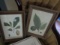 4 BOTANICAL PRINTS FRAMED UNDER GLASS 12 X 9