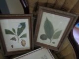 4 BOTANICAL PRINTS FRAMED UNDER GLASS 12 X 9