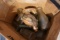 LOT OF 4 AGATE BASINS AND BOX OF OLD BOTTLES