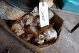 BOX SEASHELLS