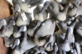 OVER 3 DOZEN CARRYLITE CANADA GEESE  MOSTY WITH WEIGHTS AND STRING