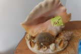 CONCH SHELL LAMP
