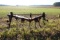 BRILLION 7 SHANK RIPPER 3 PT HITCH 11'