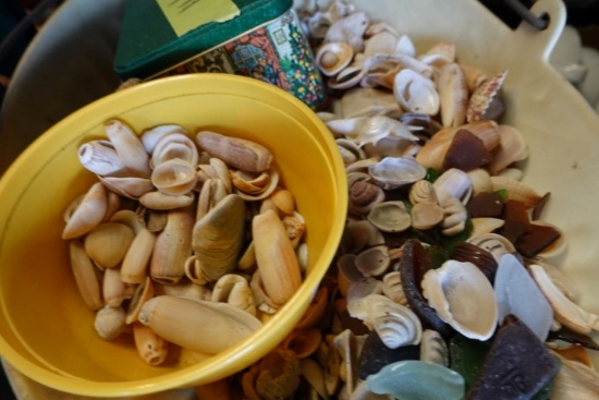 COAL SKUTTLE FULL SEASHELLS
