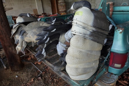 APPROX 3 DOZEN CANADA GOOSE DECOYS SHELL AND FULL BODY