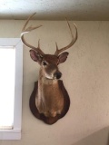 8 point Deer Mount