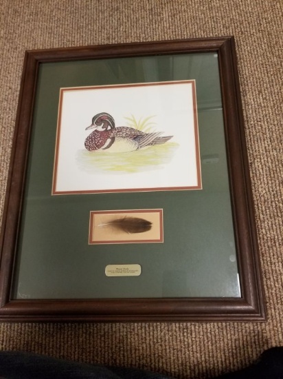 Wood Duck Print