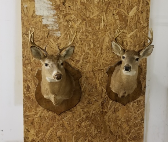 Lot of Two Eight Point Deer Mount's