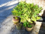 Assorted Plantars with Plants