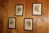 (4) J. Gould Prints with Curved Glass--6 3/4