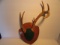 Non-Typical Deer Antler Mount