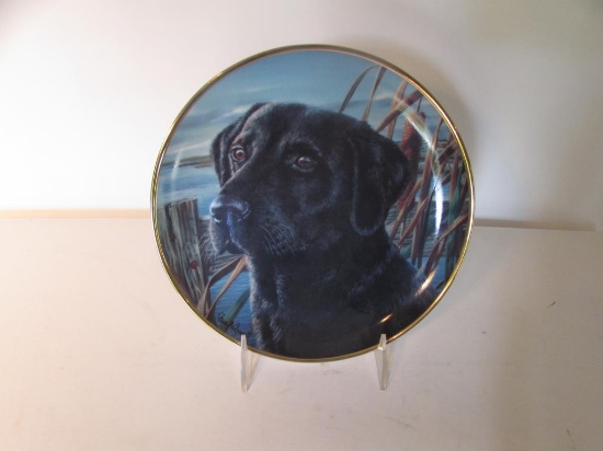 Black Labrador Retriever "Man's Best Friend"