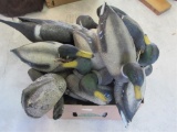 (16) Plastic Duck Decoys